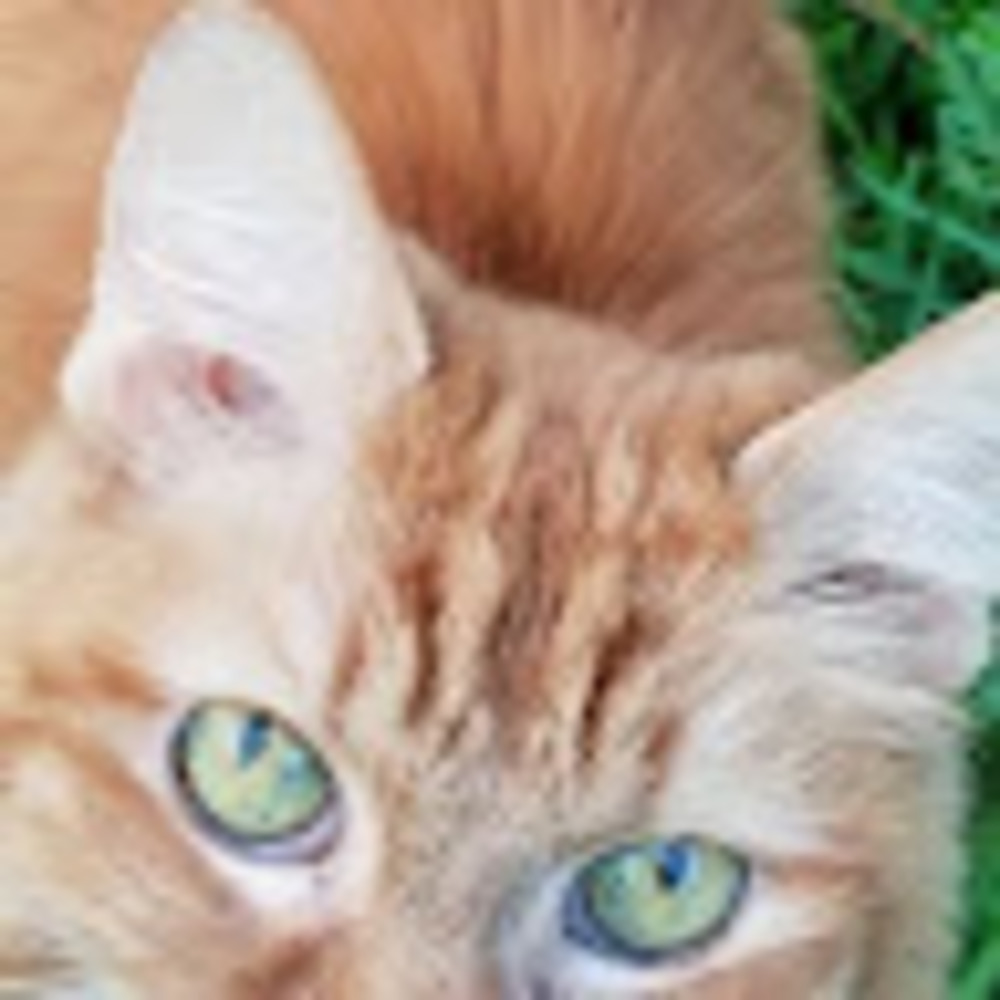Meet your Posher, Treasureheart